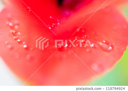 鬱金香花在雨中濕 118794924