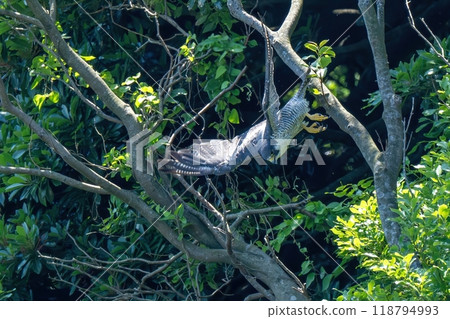 獵鷹躍出的動態場景 獵鷹躍出的動態場景 118794993