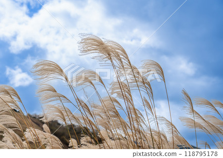 奈良郡宇田郡索尼村索尼高原秋季生長的蒲葦 118795178