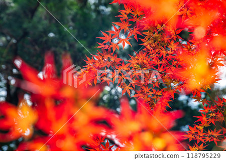 Autumn red leaves in Japan 118795229