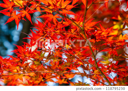 Autumn red leaves in Japan 118795230