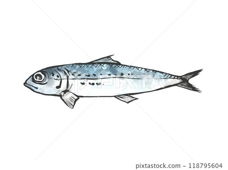 日式手繪線描沙丁魚插圖 118795604