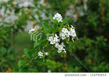 Duranta erecta L. white flower 118795653