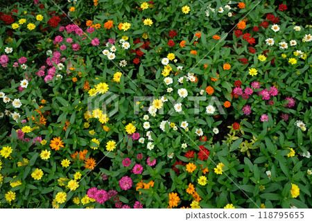 The zinnia flower bloom The zinnia flower bloom 118795655