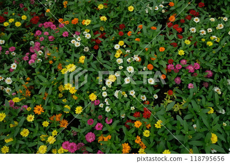 The zinnia flower bloom 118795656