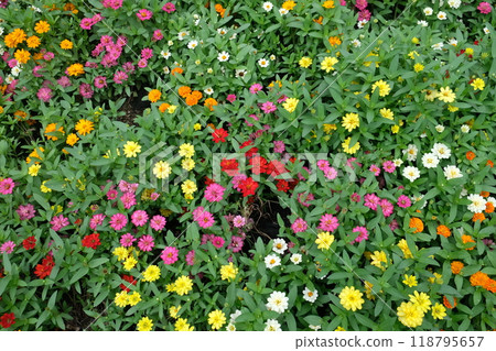 The zinnia flower bloom 118795657