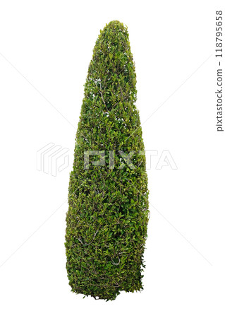 Cone shaped bush 118795658