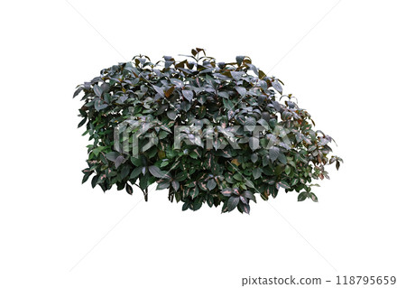 Graptophyllum Pictum Chocolate Plant 118795659
