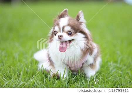 A playful and cute chihuahua looking happy 118795811