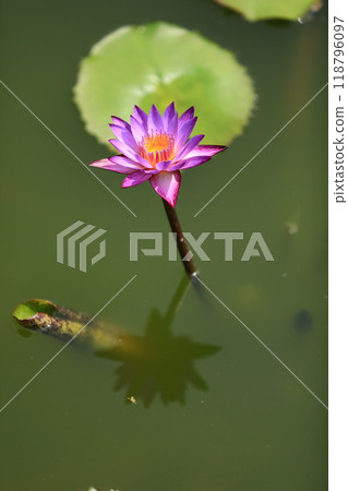 Full-bloomed water lilies floating in a pond 118796097