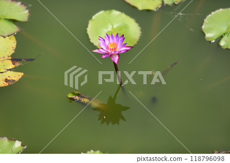 Full-bloomed water lilies floating in a pond 118796098