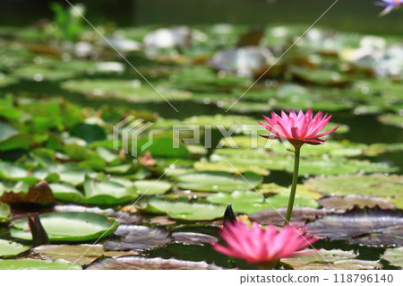 Full-bloomed water lilies floating in a pond 118796140