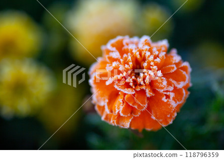 橙色萬壽菊和霜 118796359