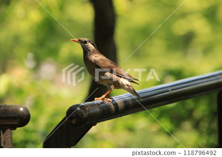 芥末之星 芥末之星 118796492