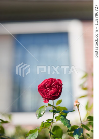 A bright red rose photographed with a Western-style building in the background A bright red rose photographed with a Western-style building in the background 118796727