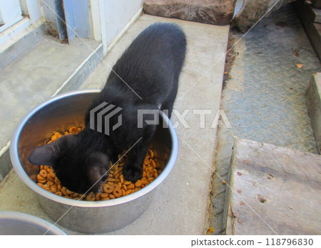 吃寵物食品的黑小貓 118796830