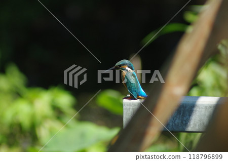 Kingfisher 118796899