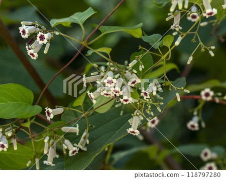 Hexokazura flowers Hexokazura flowers 118797280