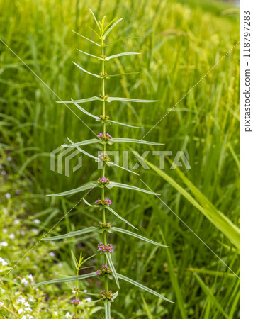 稻田雜草Hosobahimemisohagi 118797283