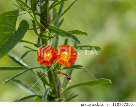 桑花的花纏繞在草叢中 桑花的花纏繞在草叢中 118797290