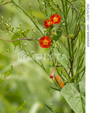 Flowers of the Japanese quince entangled in grass 118797292