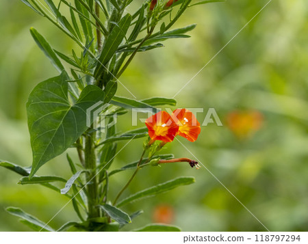 桑花的花纏繞在草叢中 118797294