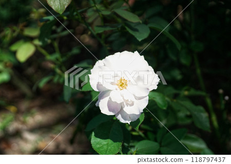 White rose flower up White rose flower up 118797437