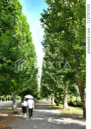 A couple walking along a row of poplar trees with vibrant green leaves A couple walking along a row of poplar trees with vibrant green leaves 118797459