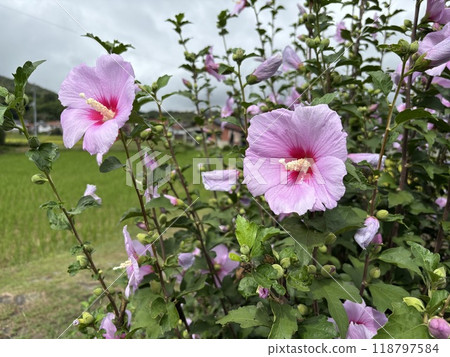 粉紅色的彩色花朵 粉紅色的彩色花朵 118797584
