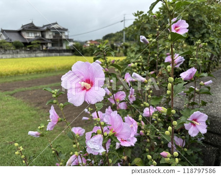 粉紅色的彩色花朵 118797586
