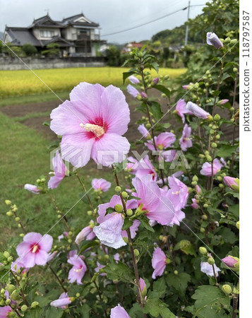 粉紅色的彩色花朵 粉紅色的彩色花朵 118797587