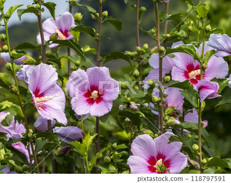 粉紅色的彩色花朵 118797591