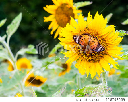 Scenery of a sunflower field in early autumn - Swallowtail Butterfly 118797669