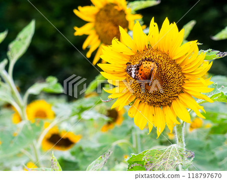 Scenery of a sunflower field in early autumn - Swallowtail Butterfly Scenery of a sunflower field in early autumn - Swallowtail Butterfly 118797670