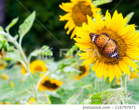 Scenery of a sunflower field in early autumn - Swallowtail Butterfly 118797671