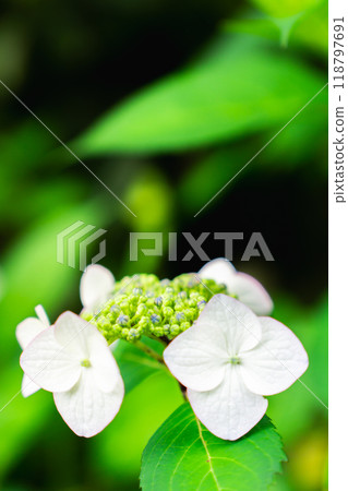 Hydrangea in the former Rikakuin Garden at Jikkoin (priest's quarters of Gyozan Ohara-ji Temple), Ohara Shorin-in-cho, Sakyo-ku, Kyoto City 118797691