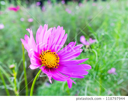 Cosmos flowers blooming in the early autumn fields 118797944