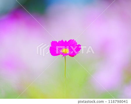 Beautiful Cosmos Airy Photo 118798041