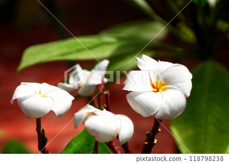 Cute white plumeria flower 118798238