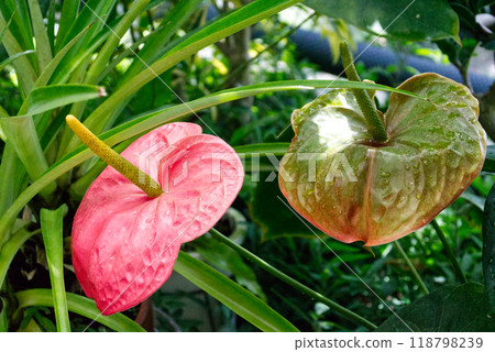 Pink and green anthurium Pink and green anthurium 118798239