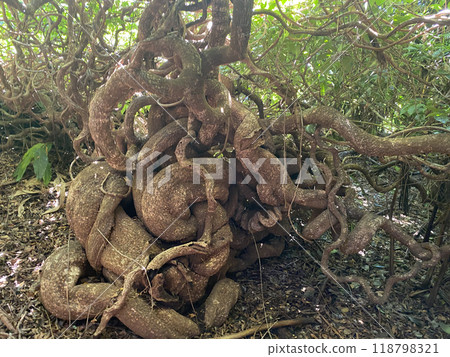 Yakushima's bakumaru Yakushima's bakumaru 118798321