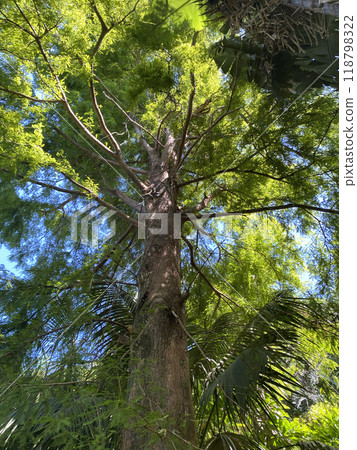 Big tree on Yakushima 118798322