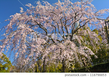 Yokohama · Yamashita Park 118798853