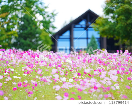 Autumn in Hokkaido, Takino Suzuran Hillside Park Cosmos Field 118799414