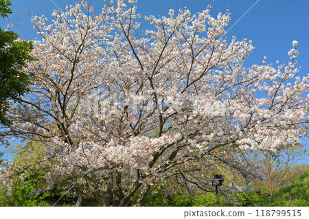 橫濱本牧頂峰公園 118799515