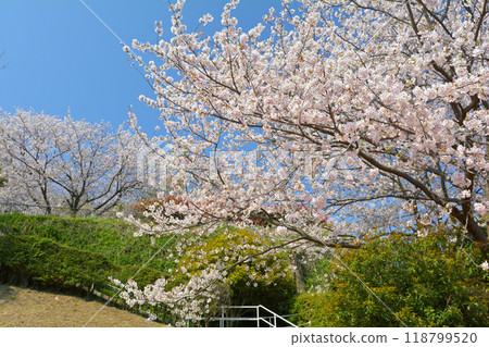 Yokohama Honmoku Summit Park 118799520
