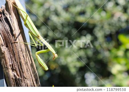 Large green praying mantis whole body Large green praying mantis whole body 118799538