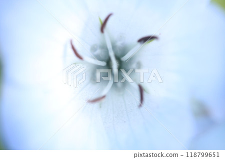 Blue Whisper 118799651