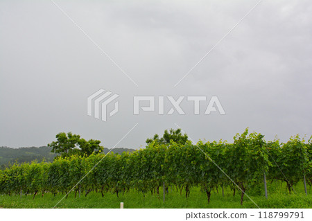 Nagano and bowl winery 118799791