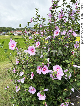 Pink colorful flower flowers 118799990